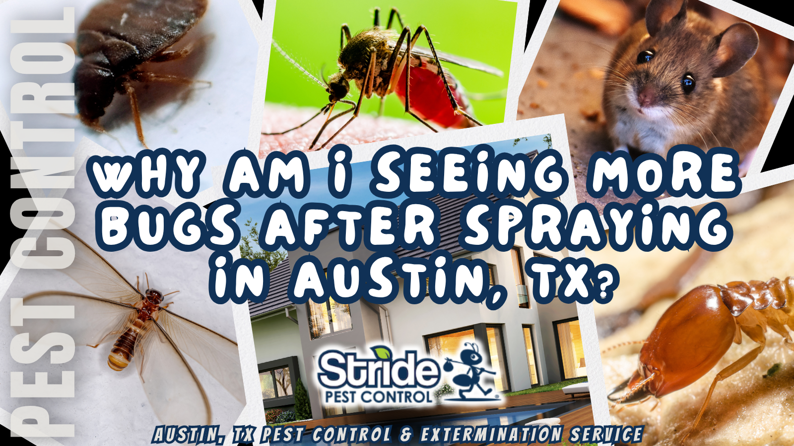 Why Am I Seeing More Bugs After Spraying in Austin?