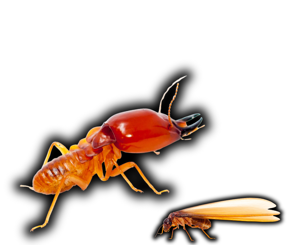 Termite Extermination