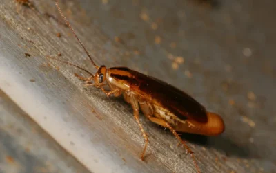 PEST TALK: GERMAN ROACHES