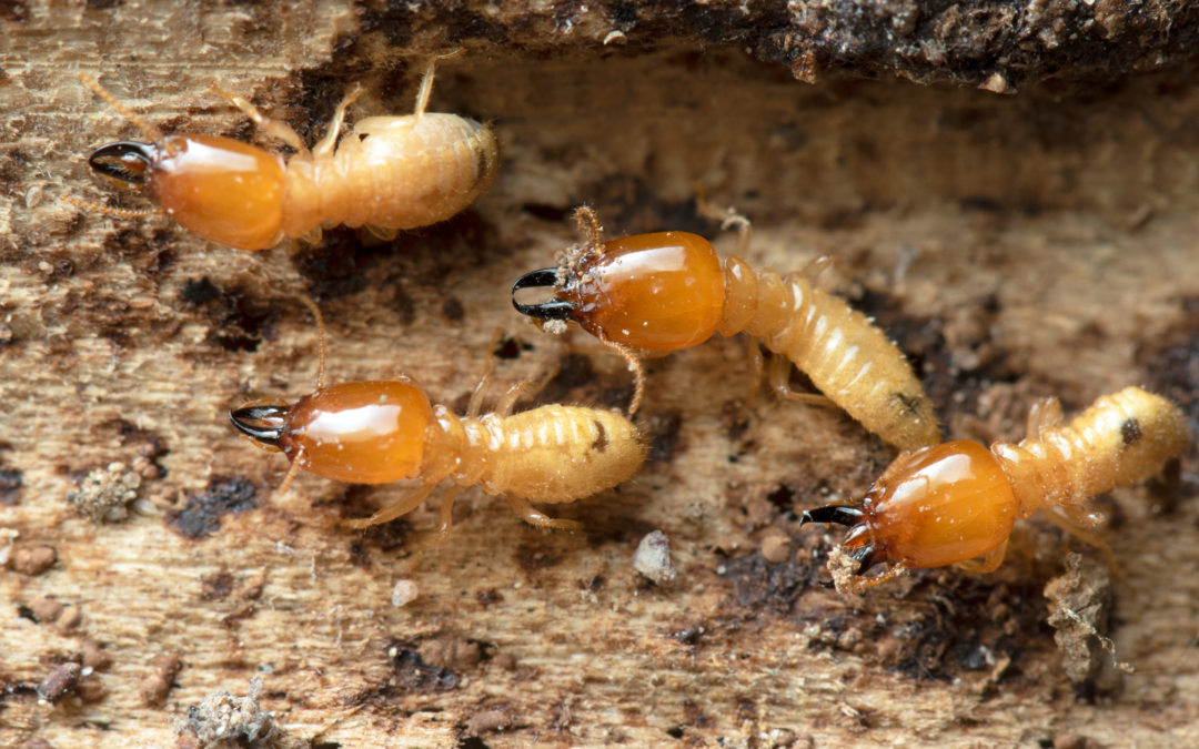 PEST TALK: TERMITES