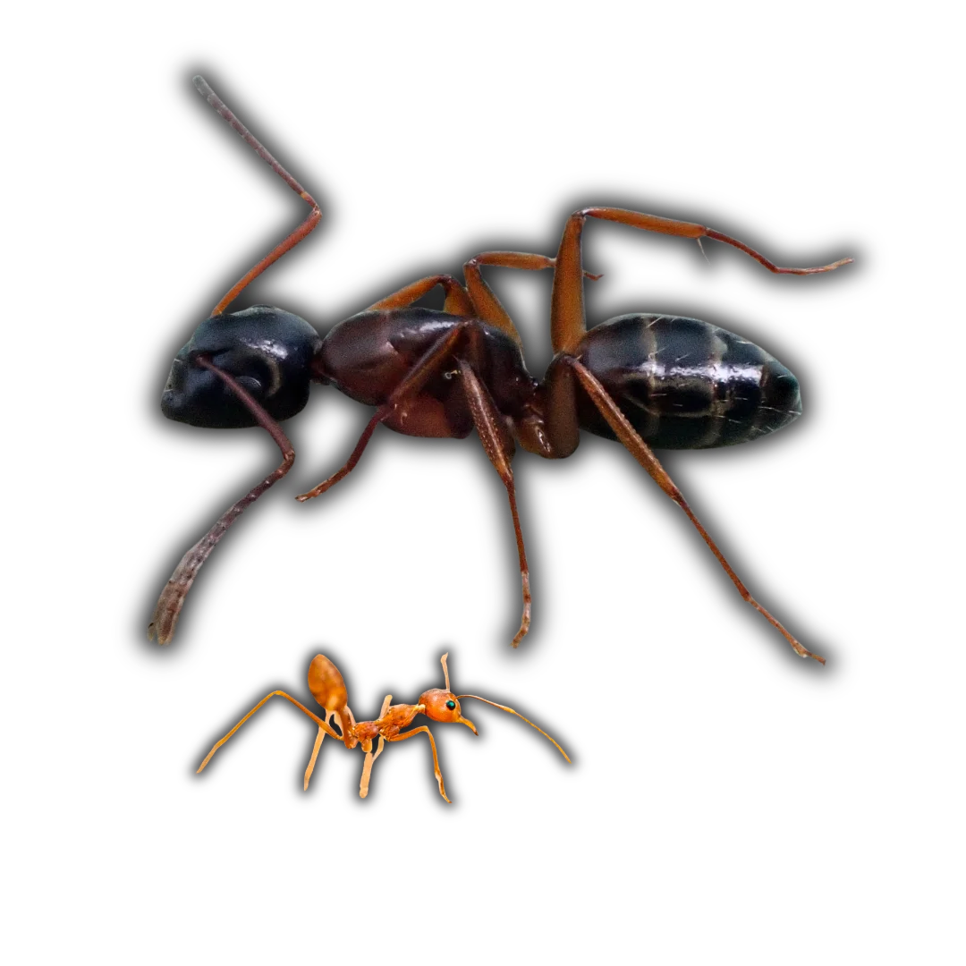 Hill Country Village, Texas Ant Extermination