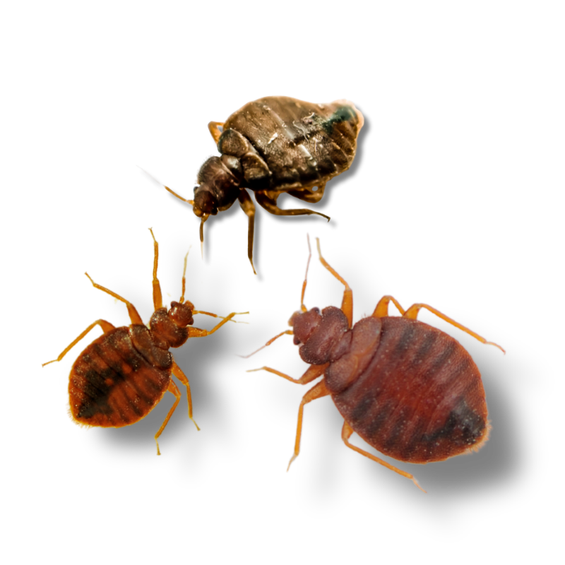 Hill Country Village, Texas Bed Bug Extermination