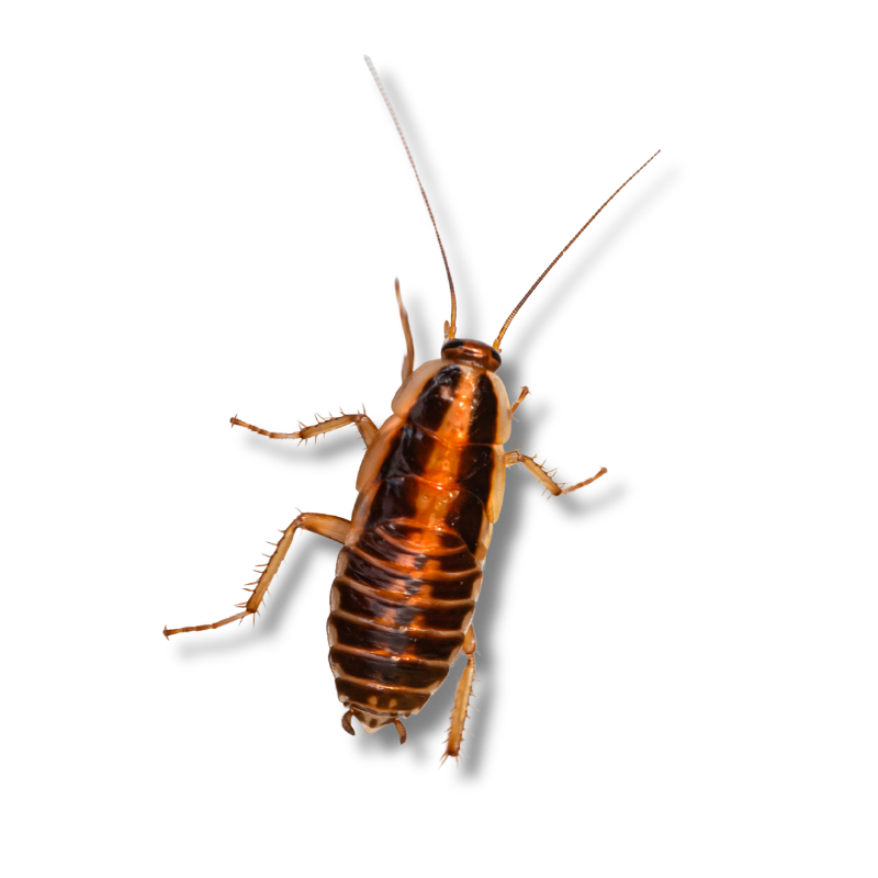 Hill Country Village, Texas Cockroach Extermination