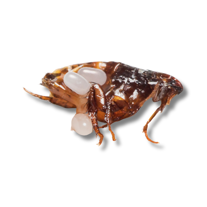 Spider-extermination