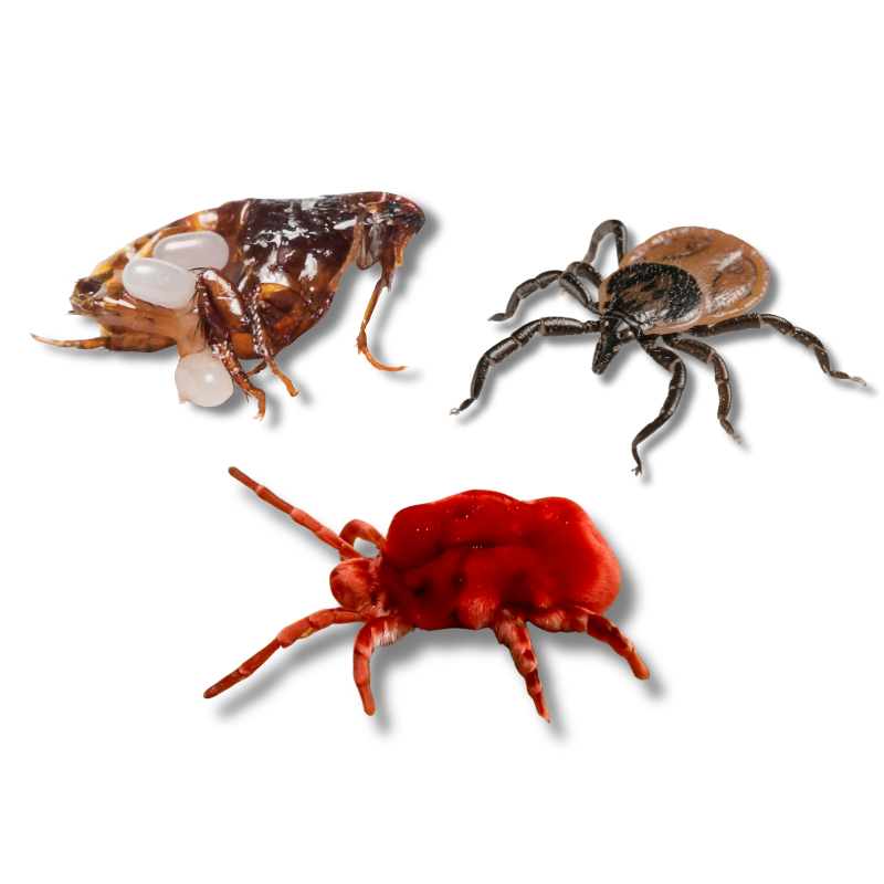 Hill Country Village, Texas Flea, Tick, and Chigger Extermination