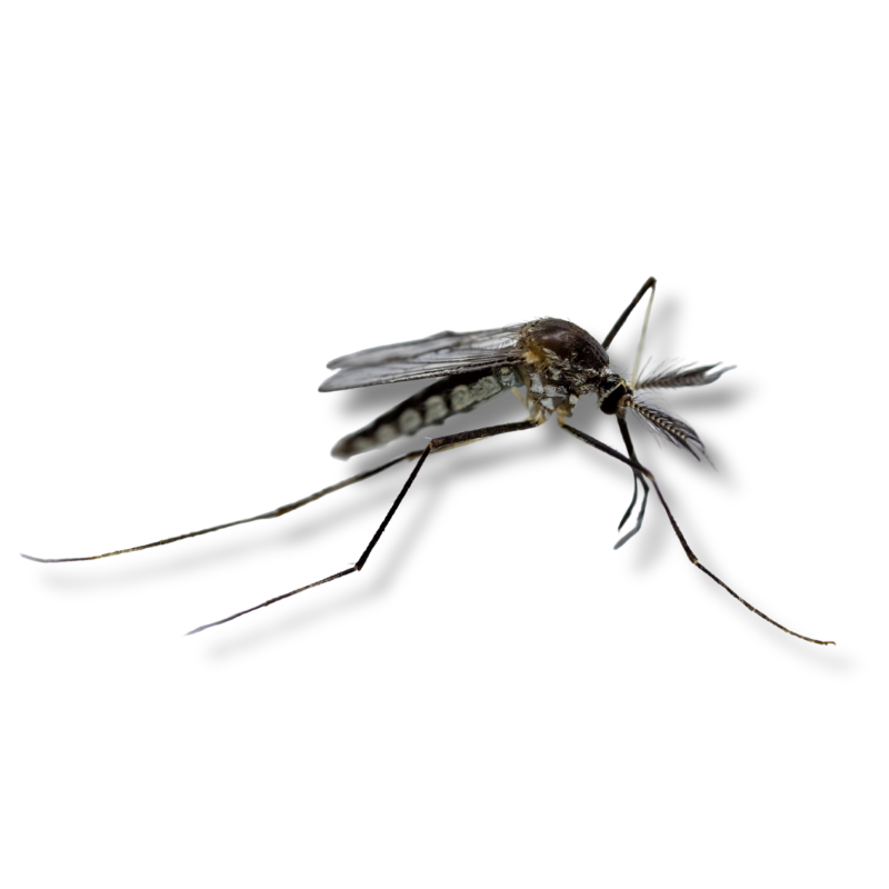 Hill Country Village, Texas Mosquito Extermination