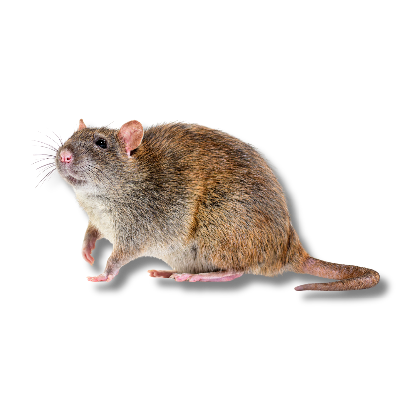 Hill Country Village, Texas Rodent Extermination