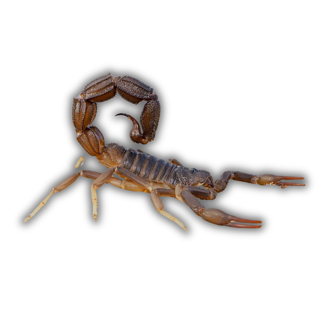 Hill Country Village, Texas Scorpion Extermination