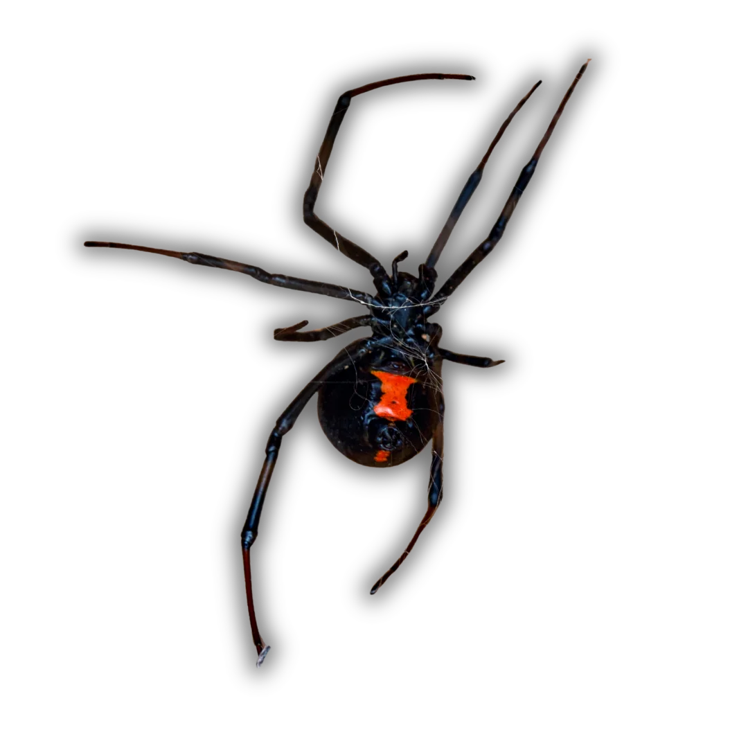 Hill Country Village, Texas Spider Extermination