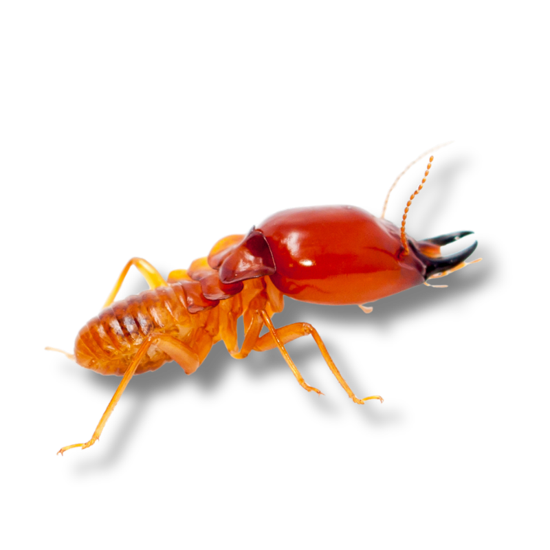 Hill Country Village, Texas Termite Extermination