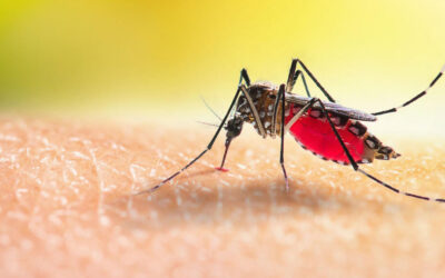 PEST TALK: MOSQUITO