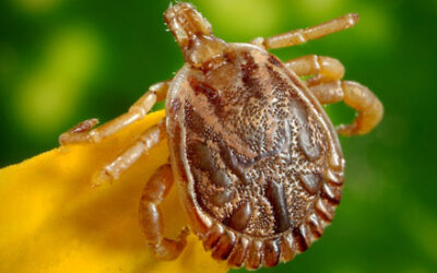 PEST TALK: TICKS & FLEAS