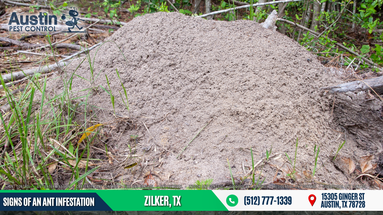 Signs of an Ant Infestation Zilker, TX