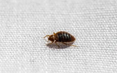 PEST TALK: BED BUGS