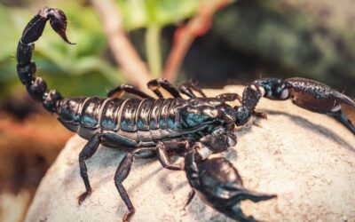 PEST TALK: SCORPION