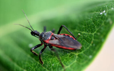 PEST TALK: KISSING BUGS