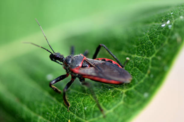 PEST TALK: KISSING BUGS