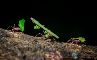 PEST TALK: ANTS