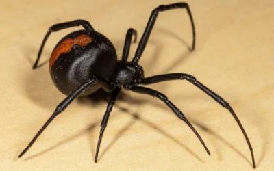 Pest Talk: Spiders